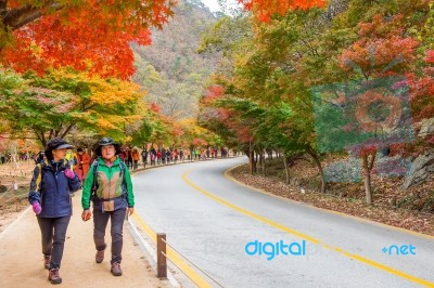 Naejangsan,korea - November 1: Tourists Taking Photos Of The Beautiful Scenery Around Naejangsan Park,south Korea During Autumn Season On November 1, 2015 Stock Photo