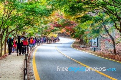 Naejangsan,korea - November 1: Tourists Taking Photos Of The Beautiful Scenery Around Naejangsan Park,south Korea During Autumn Season On November 1, 2015 Stock Photo