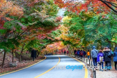 Naejangsan,korea - November 1: Tourists Taking Photos Of The Beautiful Scenery Around Naejangsan Park,south Korea During Autumn Season On November 1, 2015 Stock Photo