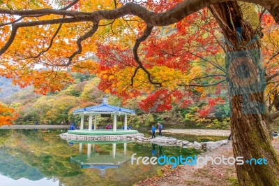 Naejangsan,korea - November 1: Tourists Taking Photos Of The Beautiful Scenery Around Naejangsan Park,south Korea During Autumn Season On November 1, 2015 Stock Photo