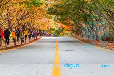 Naejangsan,korea - November 1: Tourists Taking Photos Of The Beautiful Scenery Around Naejangsan Park,south Korea During Autumn Season On November 1, 2015 Stock Photo