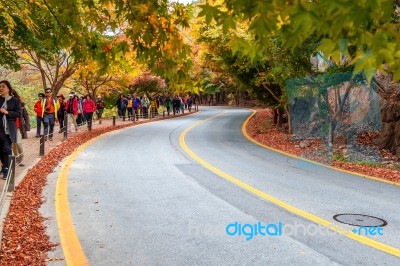 Naejangsan,korea - November 1: Tourists Taking Photos Of The Beautiful Scenery Around Naejangsan Park,south Korea During Autumn Season On November 1, 2015 Stock Photo