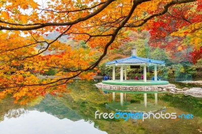 Naejangsan,korea - November 1: Tourists Taking Photos Of The Beautiful Scenery Around Naejangsan Park,south Korea During Autumn Season On November 1, 2015 Stock Photo