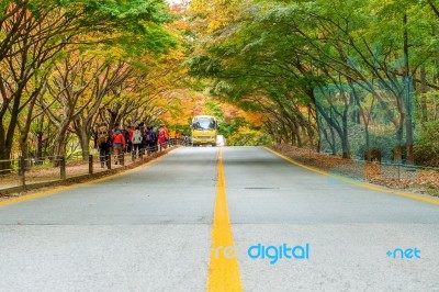 Naejangsan,korea - November 1: Tourists Taking Photos Of The Beautiful Scenery Around Naejangsan Park,south Korea During Autumn Season On November 1, 2015 Stock Photo