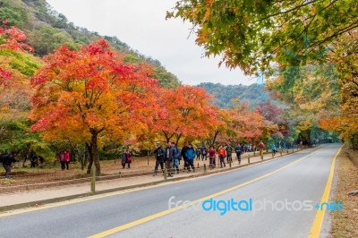 Naejangsan,korea - November 1: Tourists Taking Photos Of The Beautiful Scenery Around Naejangsan Park,south Korea During Autumn Season On November 1, 2015 Stock Photo