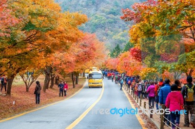 Naejangsan,korea - November 1: Tourists Taking Photos Of The Beautiful Scenery Around Naejangsan Park,south Korea During Autumn Season On November 1, 2015 Stock Photo