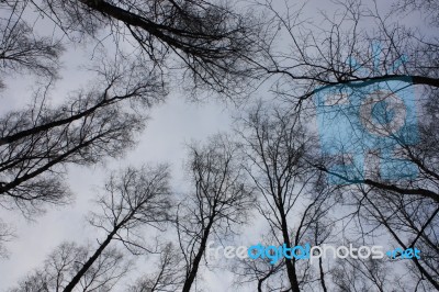 Naked Branches Of Treetops On Sky Background Stock Photo