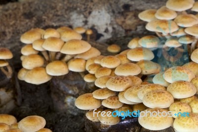 Nameko Mushroom In Farm Stock Photo