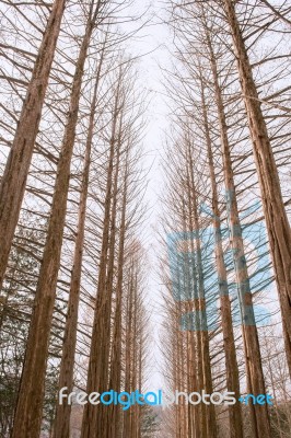 Nami Island In Korea,row Of Pine Trees In Winter Stock Photo