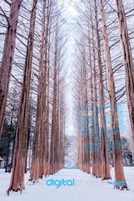 Nami Island In Korea,row Of Pine Trees In Winter Stock Photo