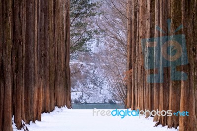 Nami Island In Korea,row Of Pine Trees In Winter Stock Photo