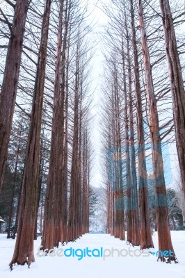 Nami Island In Korea,row Of Pine Trees In Winter Stock Photo