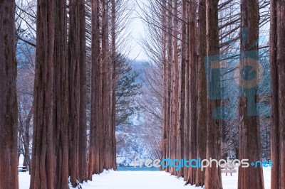 Nami Island In Korea,row Of Pine Trees In Winter Stock Photo