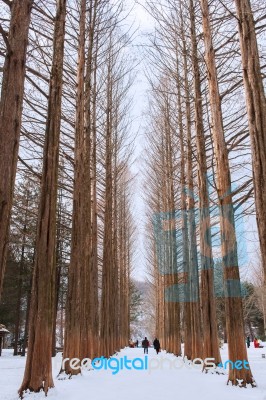 Nami Island - South Korea - January 19: Tourists Taking Photos Of The Beautiful Scenery Around Nami Island On January 19, 2015, South Korea Stock Photo