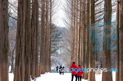 Nami Island - South Korea - January 19: Tourists Taking Photos Of The Beautiful Scenery Around Nami Island On January 19, 2015, South Korea Stock Photo