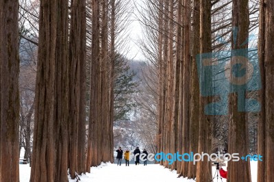 Nami Island - South Korea - January 19: Tourists Taking Photos Of The Beautiful Scenery Around Nami Island On January 19, 2015, South Korea Stock Photo