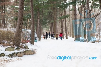 Nami Island - South Korea - January 19: Tourists Taking Photos Of The Beautiful Scenery Around Nami Island On January 19, 2015, South Korea Stock Photo