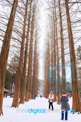 Nami Island - South Korea - January 19: Tourists Taking Photos Of The Beautiful Scenery Around Nami Island On January 19, 2015, South Korea Stock Photo