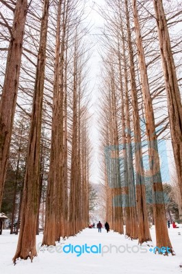 Nami Island - South Korea - January 19: Tourists Taking Photos Of The Beautiful Scenery Around Nami Island On January 19, 2015, South Korea Stock Photo