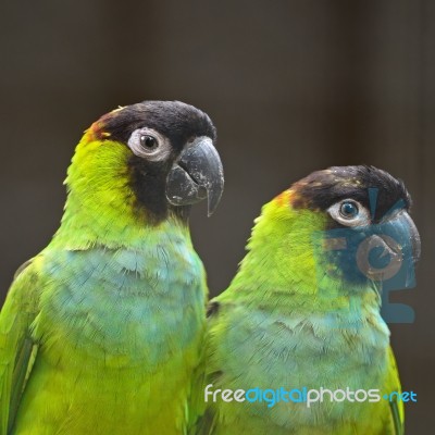 Nanday Conure Stock Photo