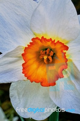 Narcis Flower Stock Photo