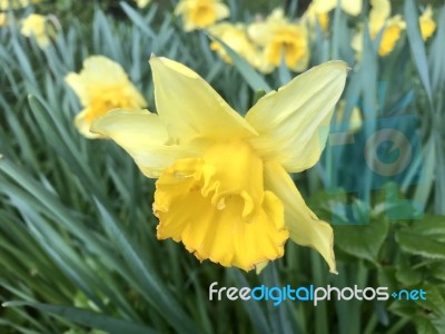 Narcissus In The Garden Stock Photo