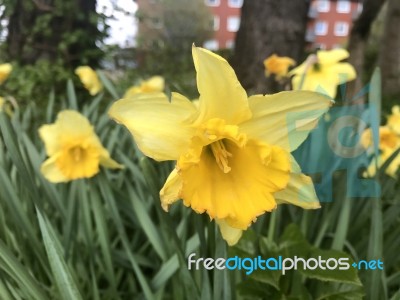 Narcissus In The Garden Stock Photo