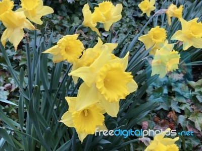 Narcissus In The Garden Stock Photo