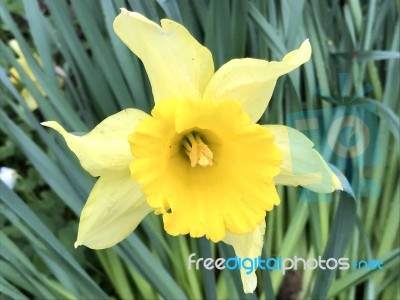 Narcissus In The Garden Stock Photo