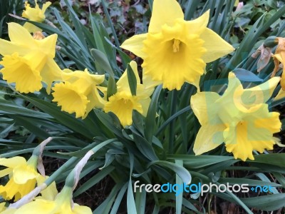 Narcissus In The Garden Stock Photo