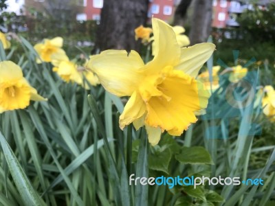 Narcissus In The Garden Stock Photo