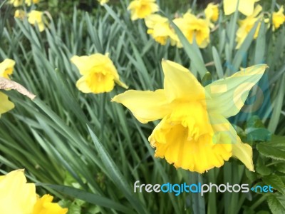 Narcissus In The Garden Stock Photo