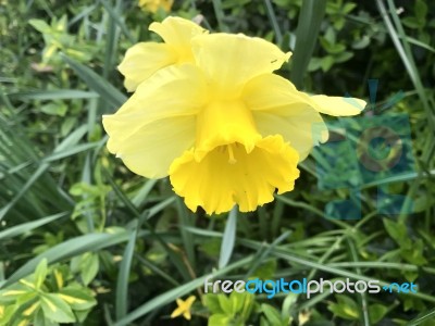 Narcissus In The Garden Stock Photo