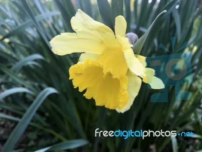 Narcissus In The Garden Stock Photo