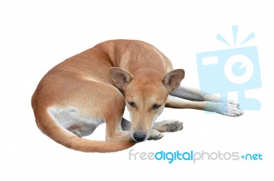 Native Thai Dog Stock Photo