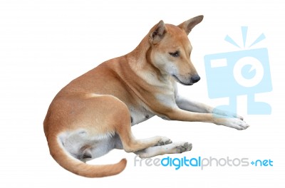 Native Thai Dog Stock Photo