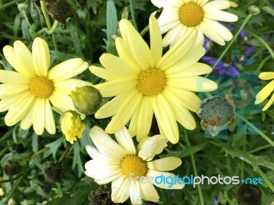 Natue And Flowers In Park Stock Photo