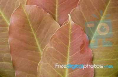 Natural Background Of Close Up Red Young Leaves Stock Photo