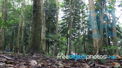 Natural Floor Stock Photo