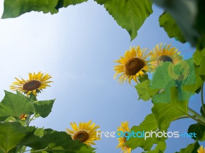 Natural Frame Of Sunflowers Stock Photo