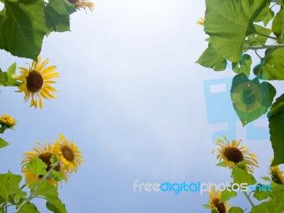 Natural Frame Of Sunflowers Stock Photo