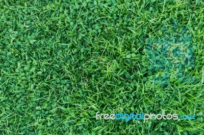 Natural Grass Texture Stock Photo