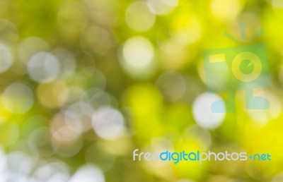 Natural Green Blurred Background Stock Image