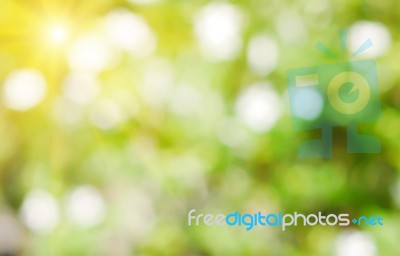 Natural Green Blurred Background With Sunbeam Stock Photo