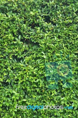 Natural Green Leaf Wall Stock Photo