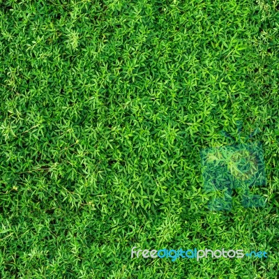 Natural Green Seamless Texture And Background Stock Photo