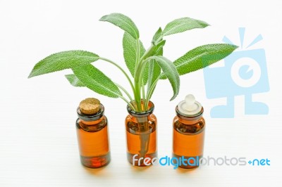 Natural Sage Essential Oil With Sage Leaves On White Stock Photo