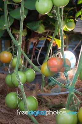 Natural Tomatoes Plant Display In Food Festival Stock Photo