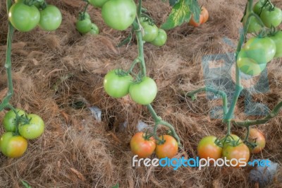 Natural Tomatoes Plant Display In Food Festival Stock Photo