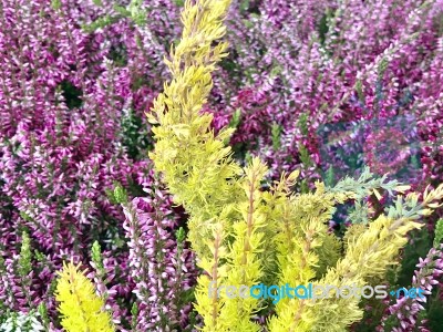 Nature And Flowers Stock Photo